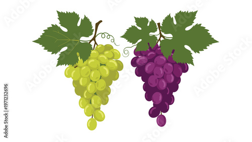 Two bunches of grapes with fresh green leaves including one cluster of green grapes and one cluster of dark purple grapes.