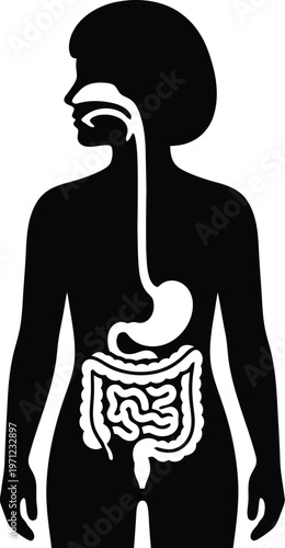 Digestive system illustration of a human body with internal organs visible