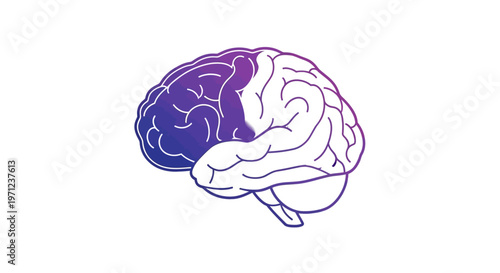 Conceptual illustration of the human brain highlighting specific functional areas