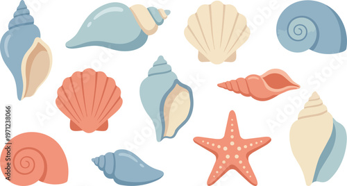 Seashells and starfish on white.