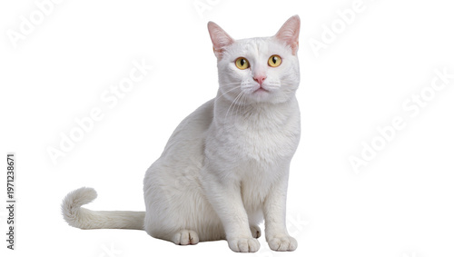Photography Pale white domestic cat sitting with yellow eyes and pink nose