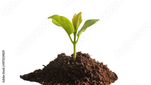 Young Green Plant Sprout Growing from Dark Brown Soil Mound