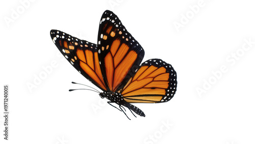 Cuadro en lienzo Monarch Butterfly Resting with Orange Wings and Black Veins