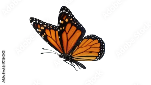 Obraz Monarch Butterfly Resting with Orange Wings and Black Veins