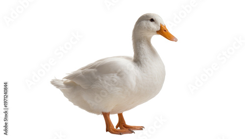 Schilderij op canvas Fluffy white duck standing, displaying orange beak and webbed feet