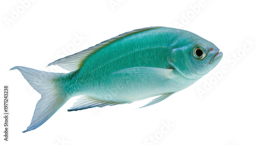 Fotografija Vibrant turquoise fish with orange eye and blue fins swimming sideways
