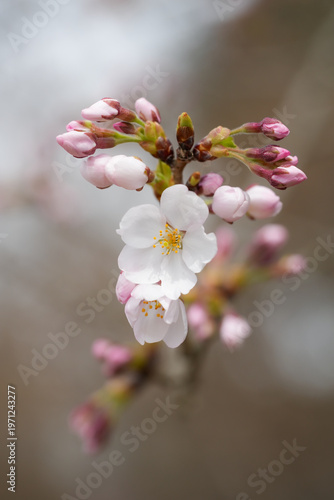 春の始まり美しい桜の咲き始まり