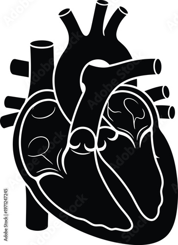 Detailed vector illustration of a human heart with white outlines on a black background, showcasing its internal structure and anatomy in a clear graphic design