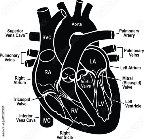 Detailed vector illustration of a human heart with labeled parts and valves