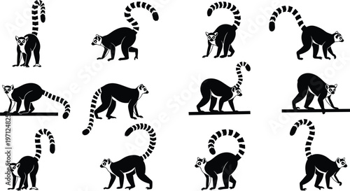 Ring tailed lemur vector set, black silhouette primate poses, wildlife illustration, exotic animal col