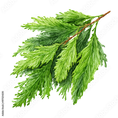 Stylized watercolor Cedar Leaf vector, modern artistic illustration with high-quality details on a pure white background.