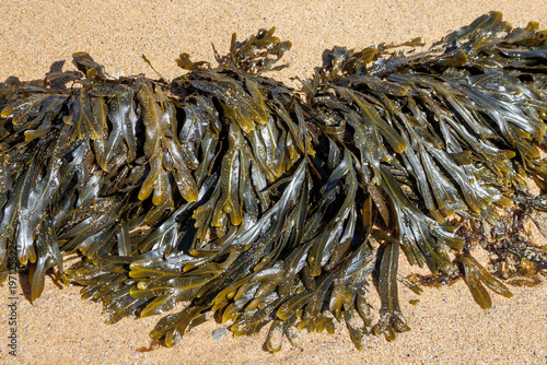 Seaweed on the beach of Quiberon, France. V21FRA0628039