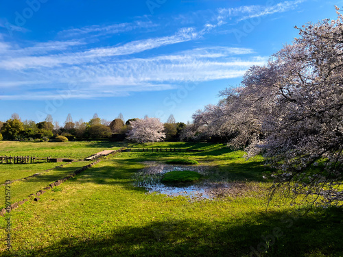 桜