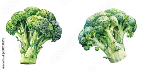 fresh broccoli watercolor vector illustration