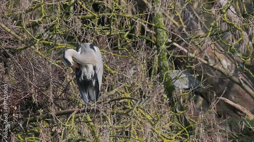 Grey Heron (ardea cinerea ) in a Heronry.