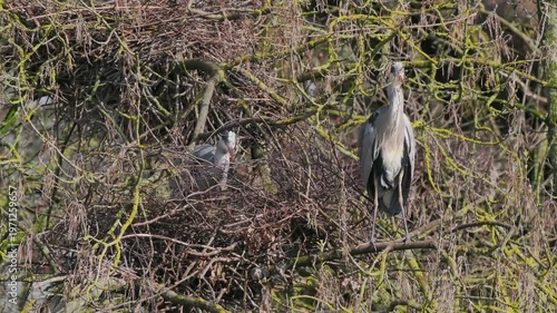 Grey Heron (ardea cinerea ) in a Heronry.