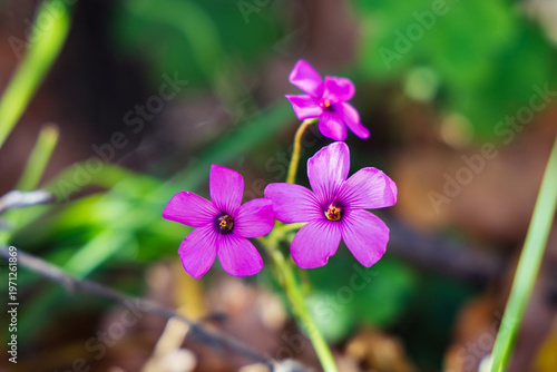 Close-Up Of Vibrant Purple Five-Petaled Flower Cluster In Soft Garden Setting