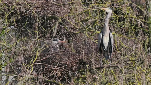 Grey Heron (ardea cinerea ) in a Heronry.