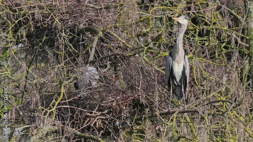 Grey Heron (ardea cinerea ) in a Heronry.