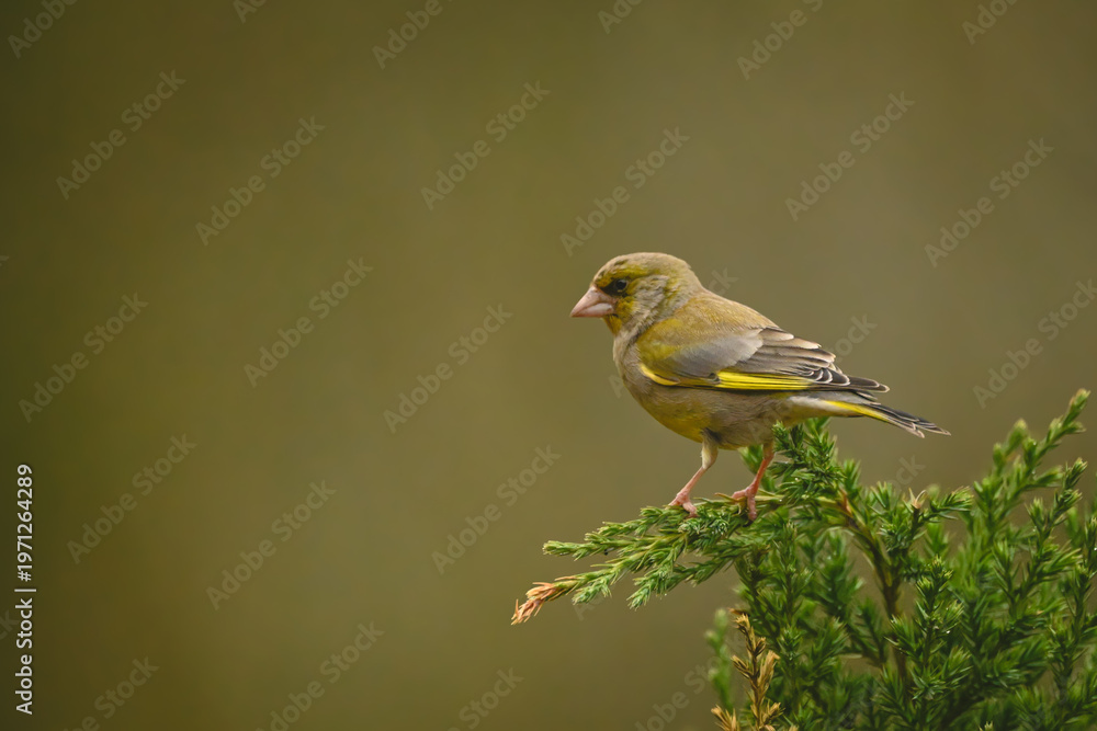 Fototapeta premium European greenfinch in profile on leafy bush