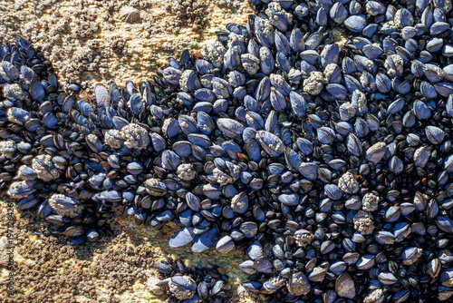 Small mussels on a french beach. Location: Quiberon, France, Europe.