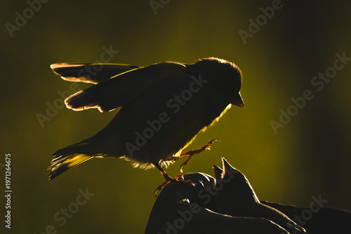 Tableau sur toile European greenfinch squawking at another on stump