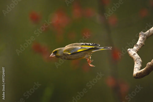 European greenfinch takes off from crooked branch