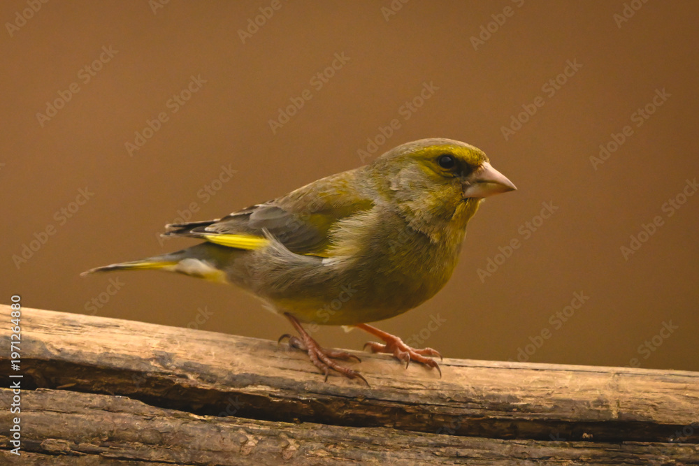 Fototapeta premium European greenfinch watches camera on split log