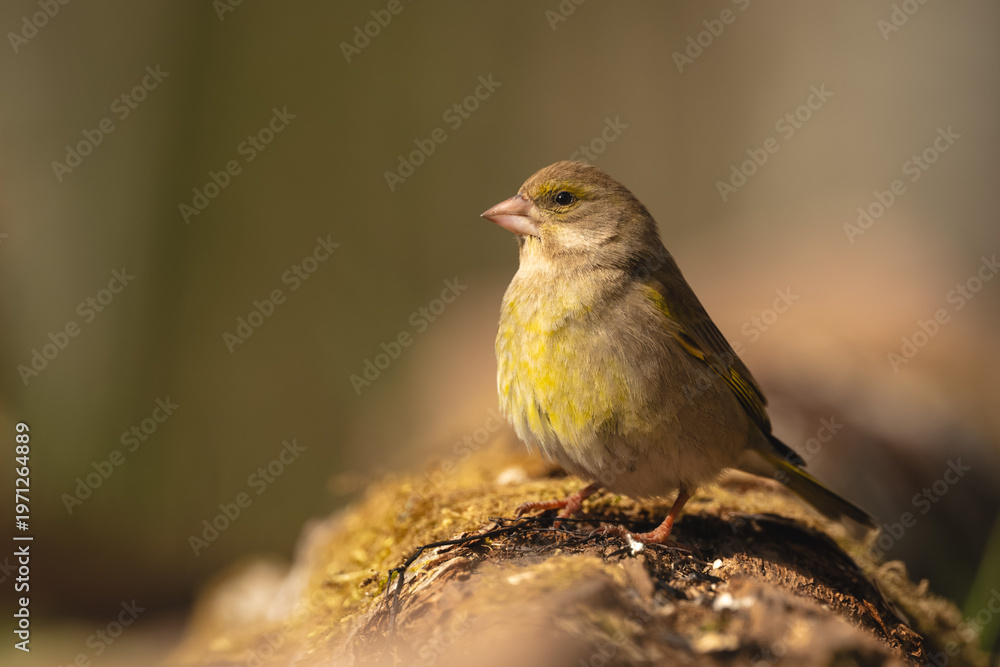 Fototapeta premium European greenfinch watches camera from mossy log