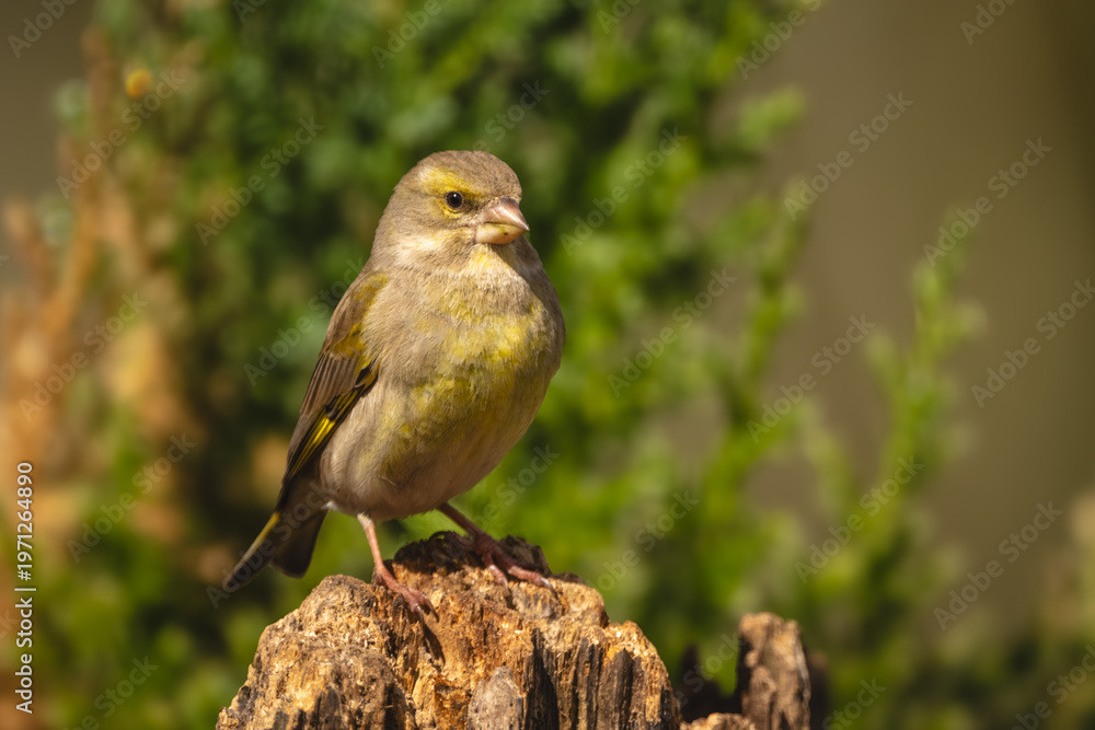 Obraz premium European greenfinch with catchlight faces towards camera