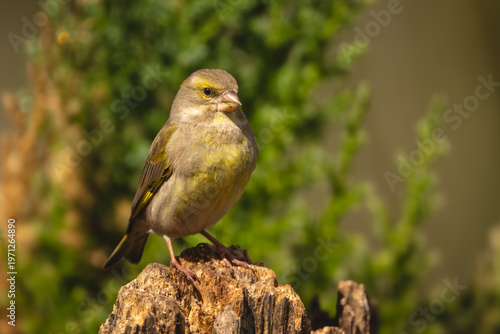 European greenfinch with catchlight faces towards camera