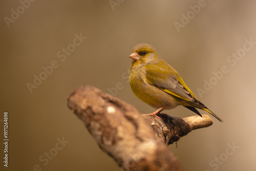 European greenfinch with catchlight on crooked branch