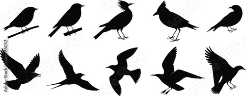 Collection of black bird silhouettes in various poses on a white background avian flying
