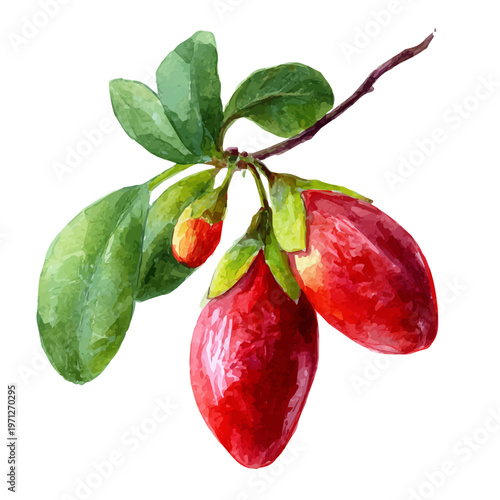 Miracle Fruit watercolor vector illustration, high-quality artwork isolated on a pure white background.