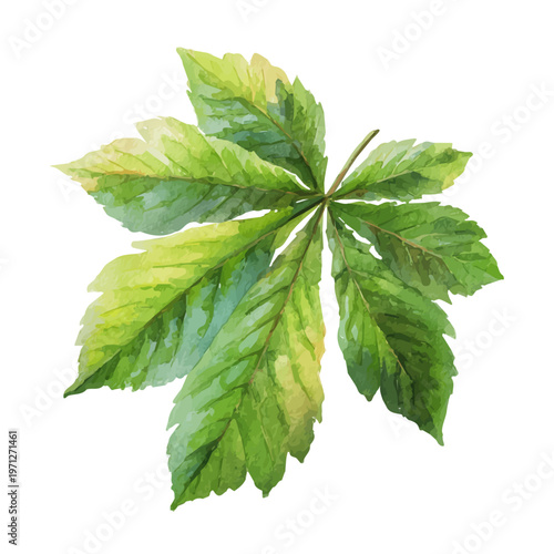 Stylized watercolor Horse Chestnut Leaf vector, modern artistic illustration with high-quality details on a pure white background.
