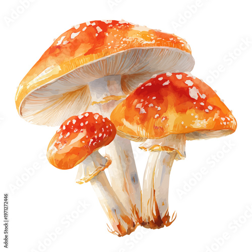 Mushrooms watercolor drawing vector, premium quality illustration on a clean white background.
