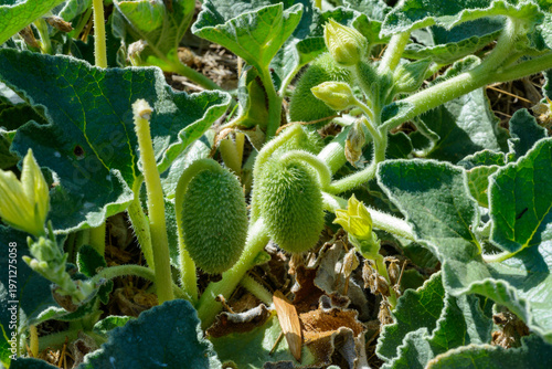 Photography Flowering squirting cucumber (Ecballium elaterium) with green spiny fruits