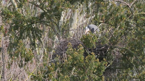 Grey Heron (ardea cinerea ) in a Heronry.