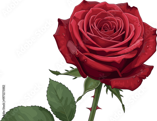 ed rose flower vector illustration with detailed blooming rose petals and green leaves botanical romantic floral element isolated on white background