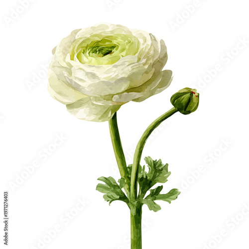Stylized watercolor Ranunculus vector, modern artistic illustration with high-quality details on a pure white background.