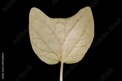 Принти на полотні Fire Vine (Ipomoea lobata). Cotyledon Closeup