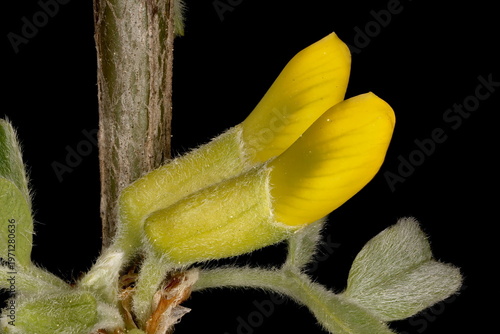 Obraz na płótnie Siberian Pea-Tree (Caragana arborescens). Flower Buds Closeup