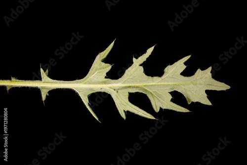 Принти на полотні Spear Thistle (Cirsium vulgare)