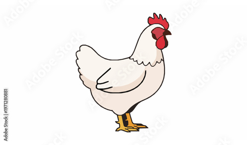 Chicken farm bird flat vector illustration on white