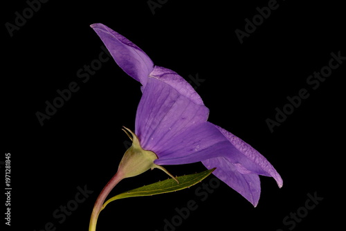 Chinese Bellflower (Platycodon grandiflorus). Flower Closeup