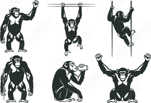 Collection of chimpanzee black silhouette icons featuring various poses like hanging climbing and drinking for wildlife nature protection and zoo education flat vector illustration.