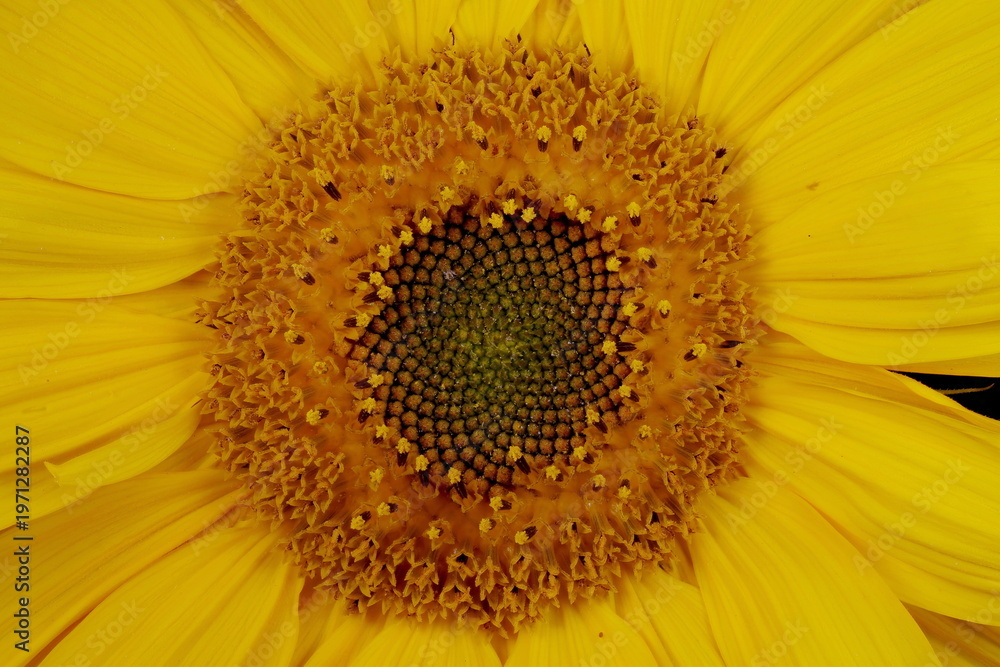 Obraz premium Common Sunflower (Helianthus annuus). Flowering Capitulum Disc Closeup