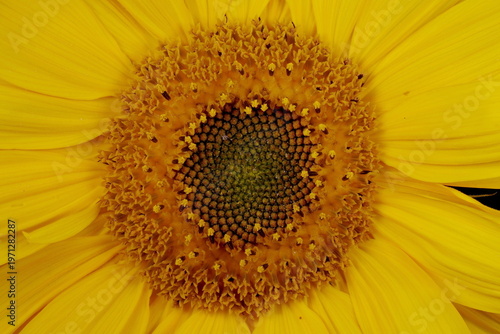Common Sunflower (Helianthus annuus). Flowering Capitulum Disc Closeup