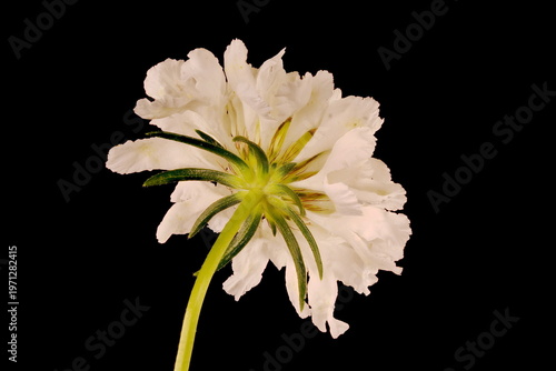 Schilderij op canvas Cream Scabious (Scabiosa ochroleuca). Flowering Capitulum Closeup