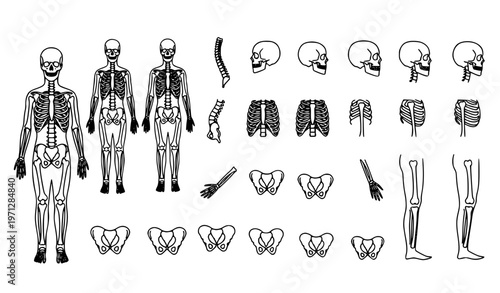 Skeleton line icon vector set with human anatomy outline symbols for medical and educational design